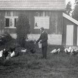 Eggproduksjon på Skogly