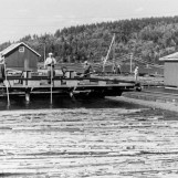 Mosing med B-maskinen 1955.