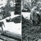 Tømmerhogst på 1970-tallet