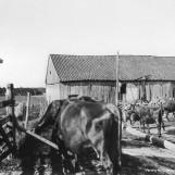 Kuslipp på Gabestad