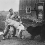 Lite samarbeidsvillig gris