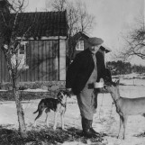 Tamt rådyr på Sagbråten