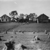 Kornet står til tørk