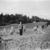 Kornet står til tørk