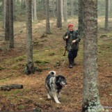 På sporet av storoksen