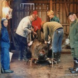 Elgoksen blir slaktet