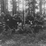 Skogens konge er felt