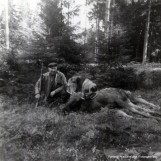 Jens Ørka har felt en elgokse